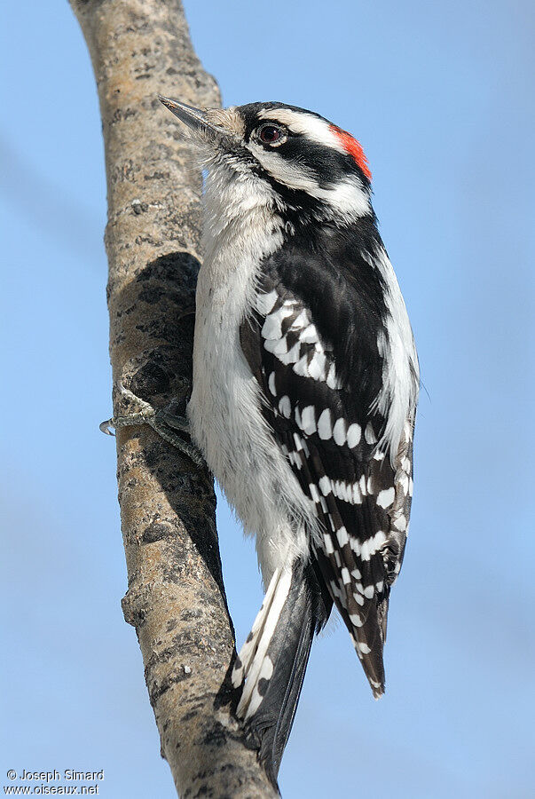 Downy Woodpecker male adult