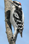 Downy Woodpecker