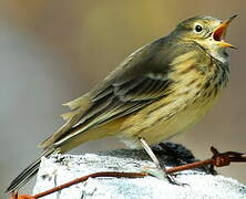 Buff-bellied Pipit