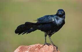 Great-tailed Grackle