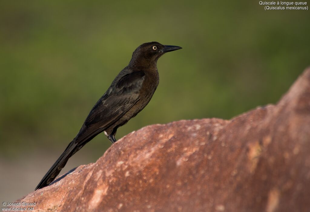 Great-tailed Grackle