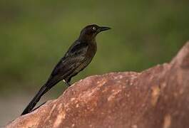 Great-tailed Grackle