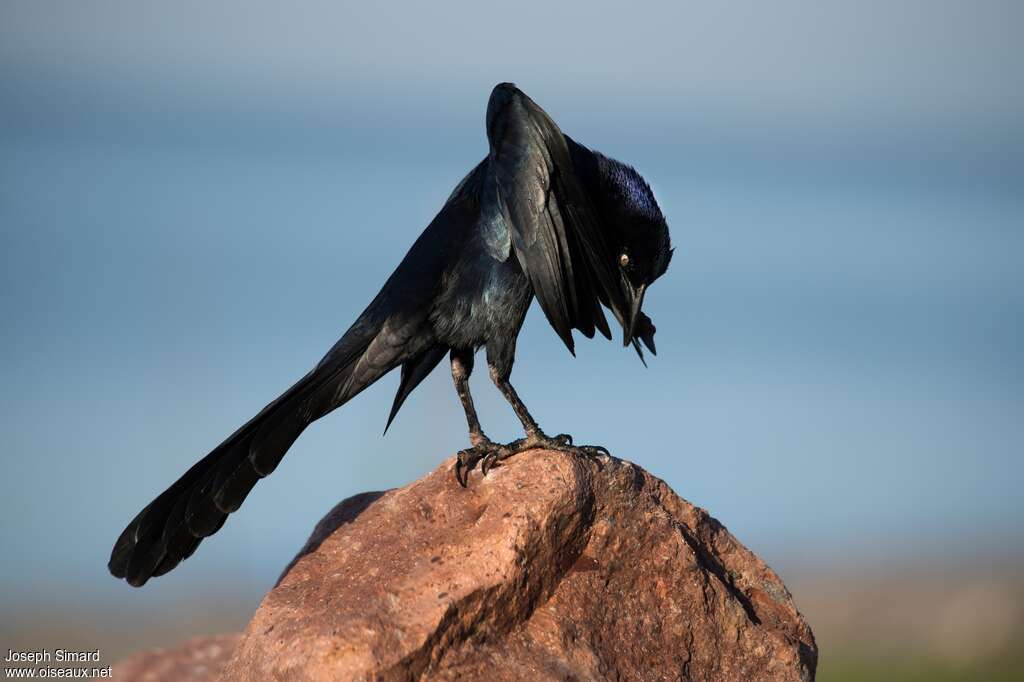 Great-tailed Grackle male adult, care