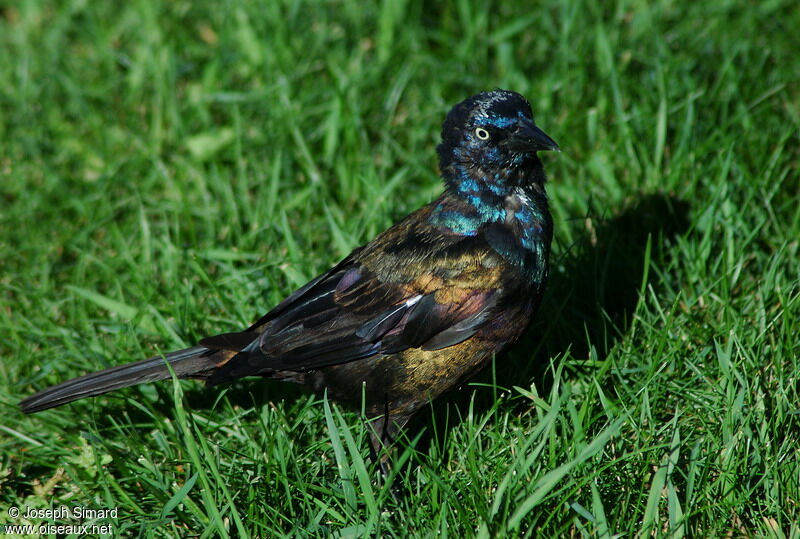 Common Grackle