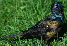 Common Grackle