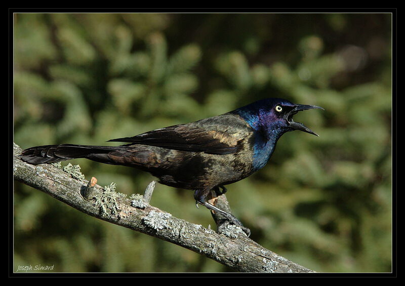 Common Grackle