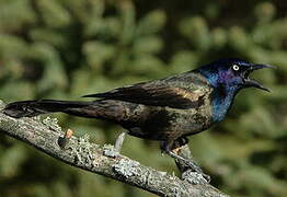 Common Grackle