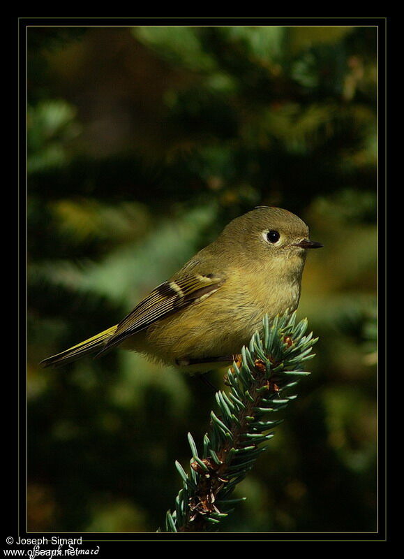 Ruby-crowned Kinglet