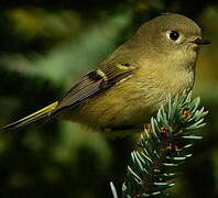 Ruby-crowned Kinglet