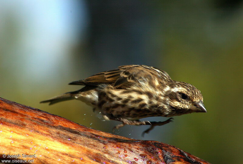 Purple Finch