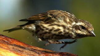 Purple Finch