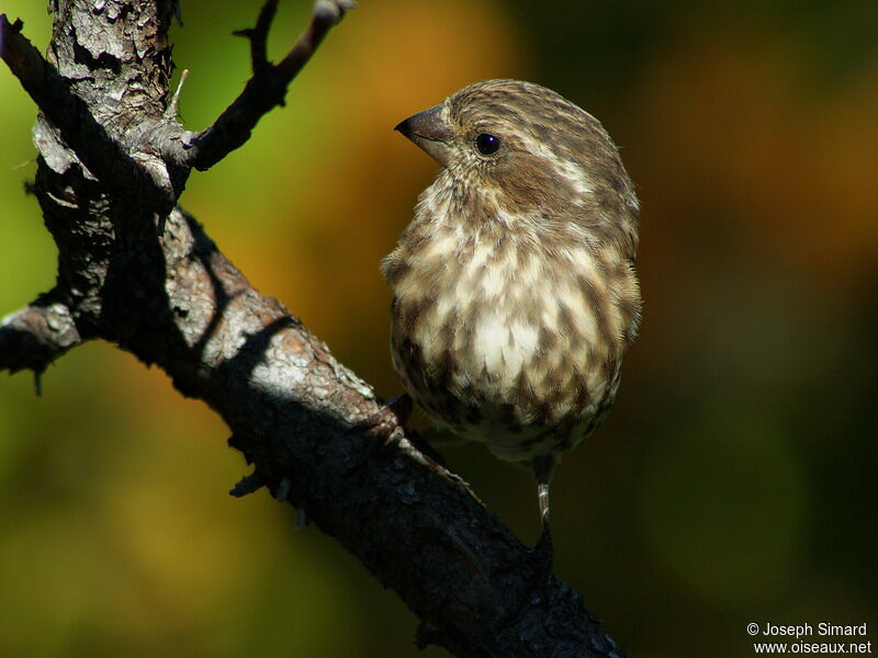 Purple Finch