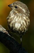 Purple Finch