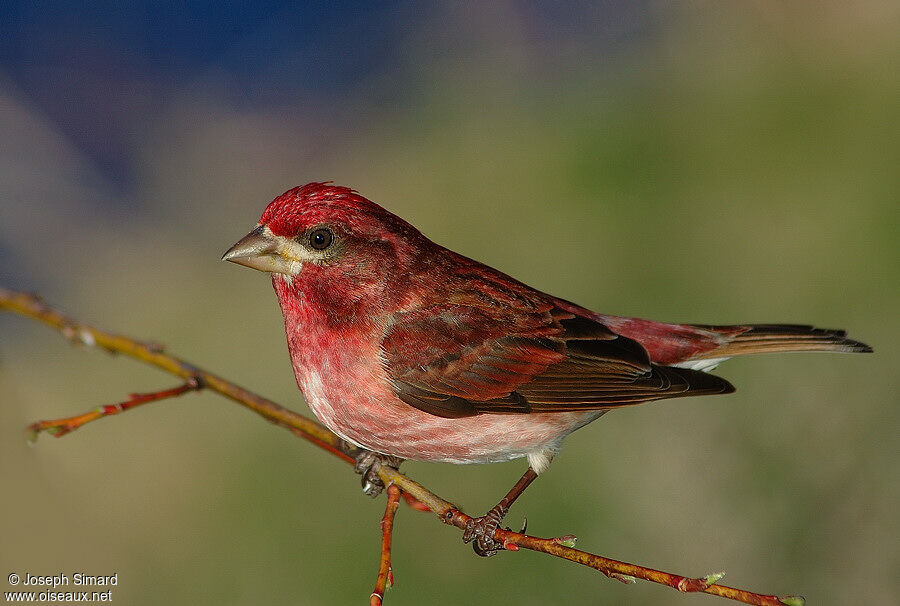 Purple Finch male adult