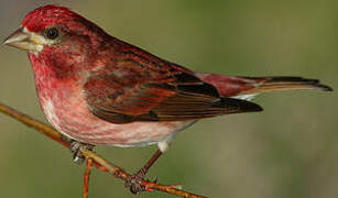 Purple Finch