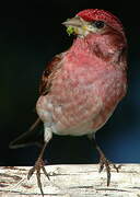 Purple Finch