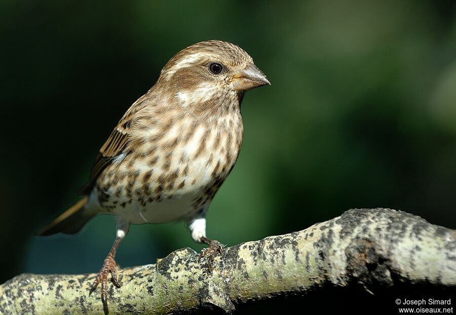 Purple Finch female immature