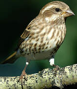 Purple Finch