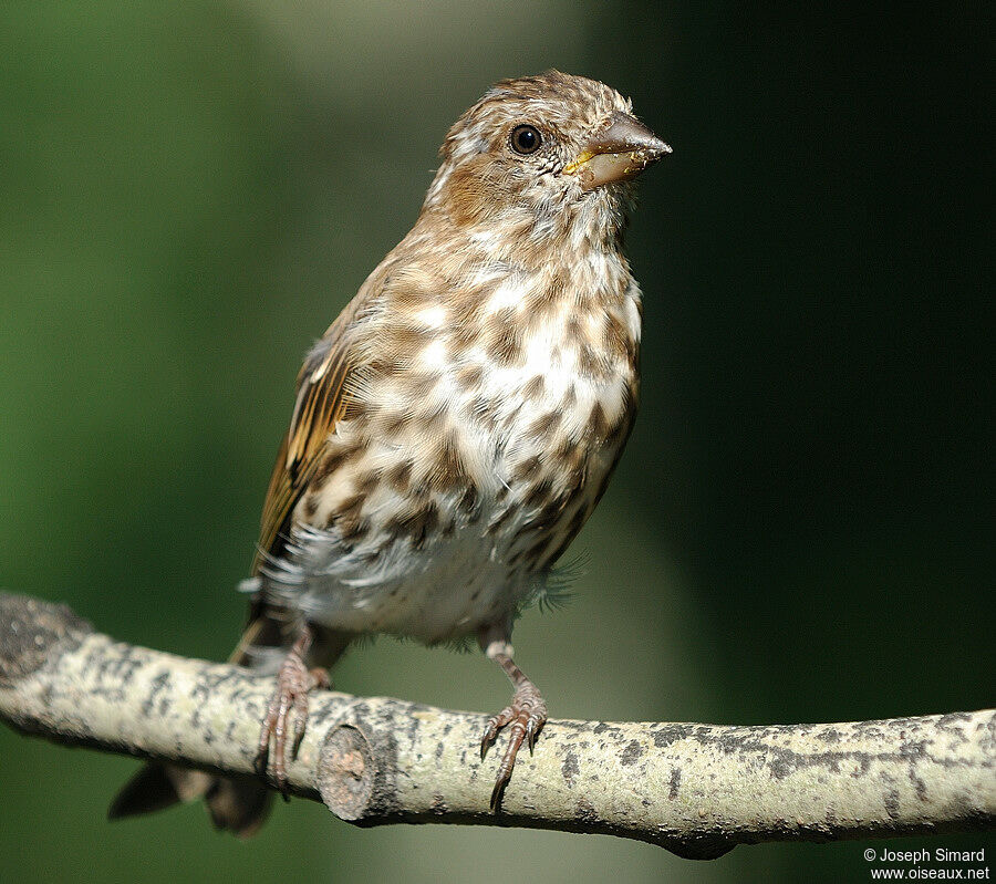 Purple Finch female juvenile