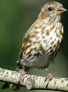 Purple Finch