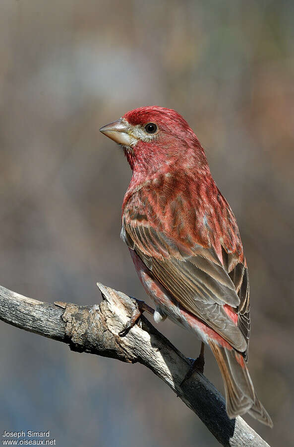 Purple Finch male, identification