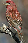 Purple Finch