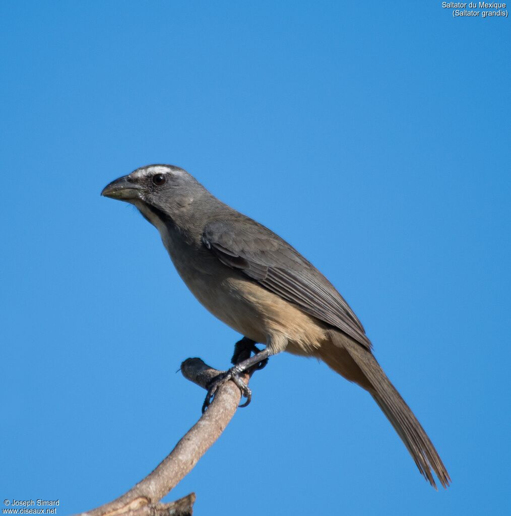 Cinnamon-bellied Saltator male