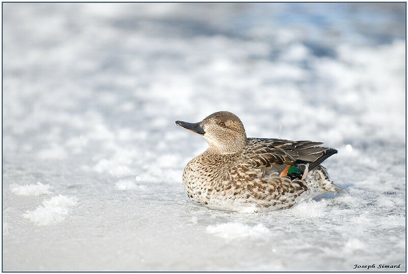 Eurasian Teal