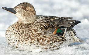 Eurasian Teal