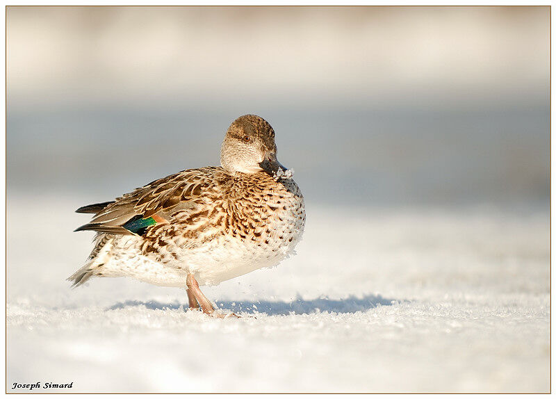 Sarcelle d'hiver