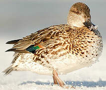 Eurasian Teal