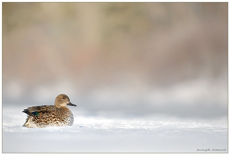 Eurasian Teal female