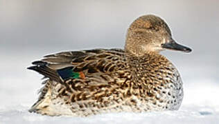 Eurasian Teal