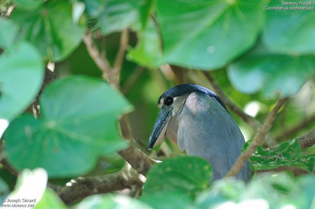 Boat-billed Heron