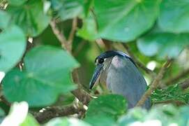 Boat-billed Heron