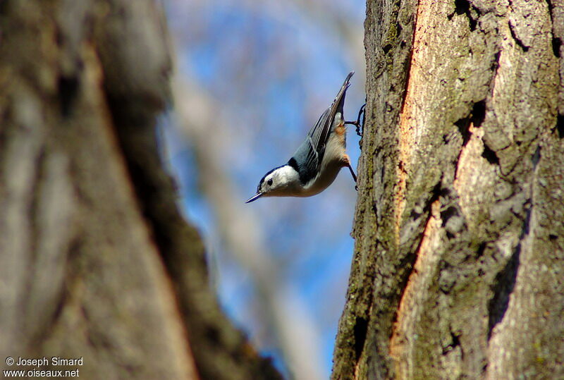 White-breasted Nuthatch