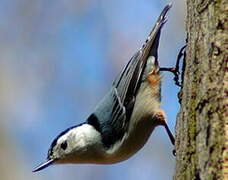 White-breasted Nuthatch