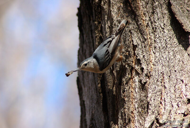 White-breasted Nuthatch