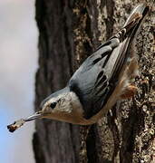 White-breasted Nuthatch