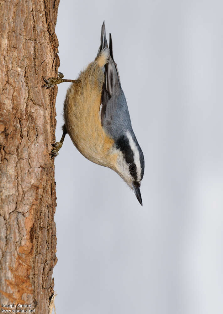 Red-breasted Nuthatchadult, identification