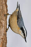 Red-breasted Nuthatch