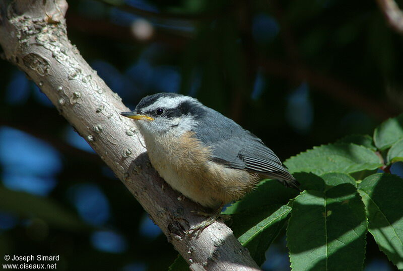 Red-breasted Nuthatch