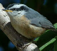 Red-breasted Nuthatch