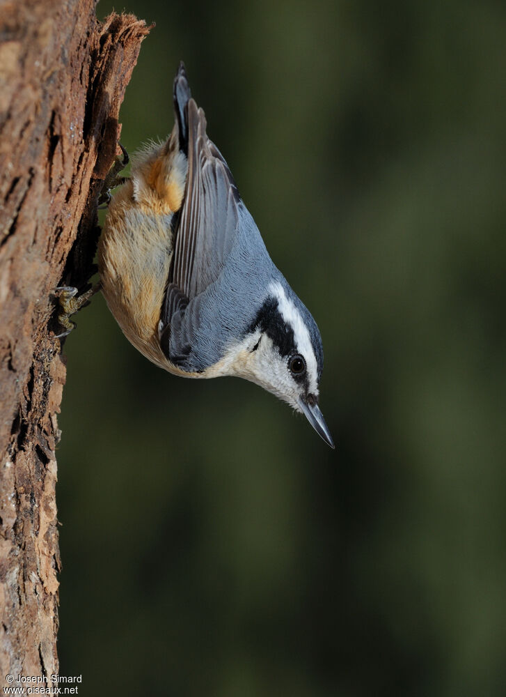 Red-breasted Nuthatch, identification