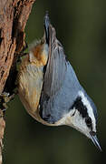 Red-breasted Nuthatch