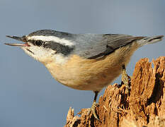 Red-breasted Nuthatch