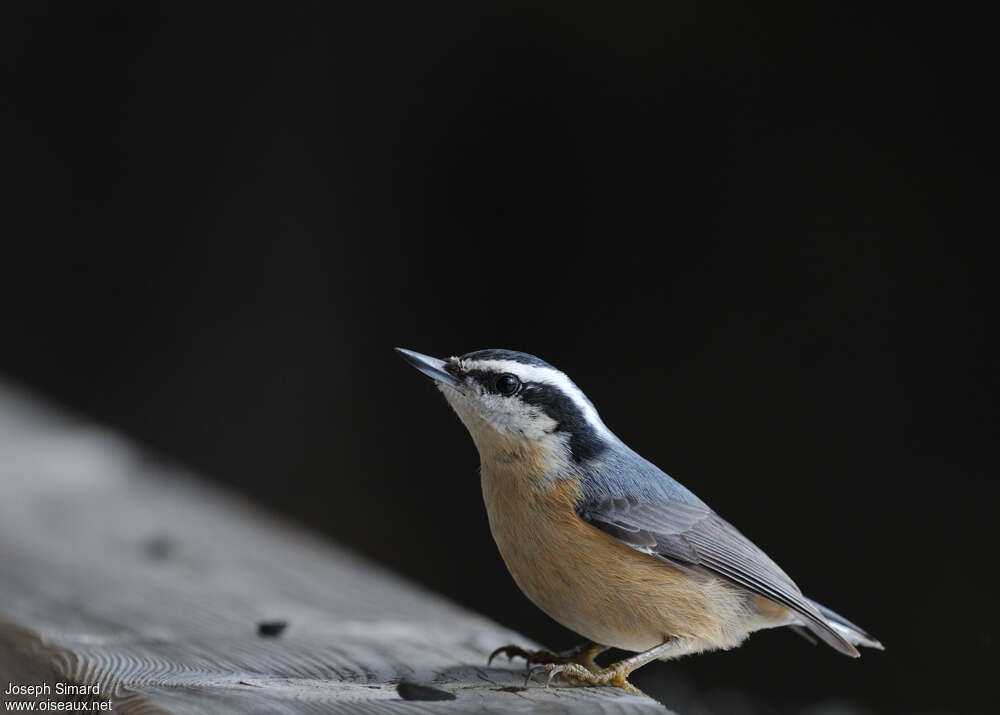 Sittelle à poitrine rousseadulte, identification