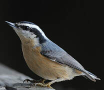 Red-breasted Nuthatch