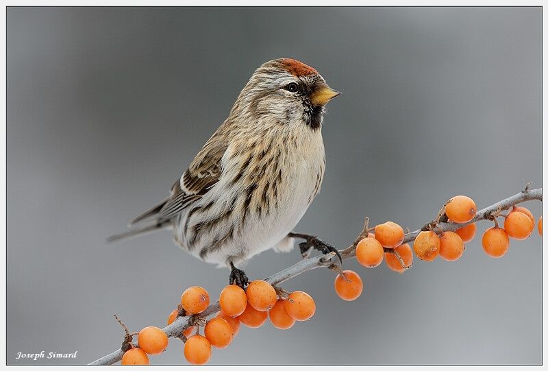 Common Redpoll