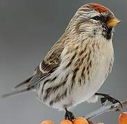 Common Redpoll